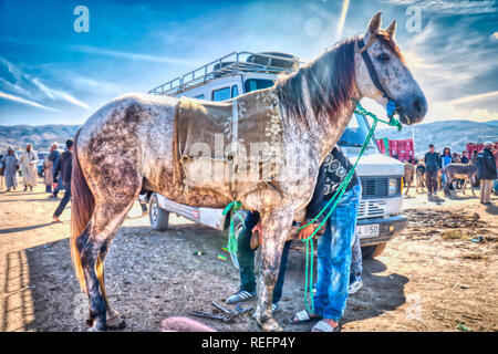 Oued Laou, Chefchaouen, Morocco - November 3, 2018: Men shoeing a horse in the souk of Oued Laou that is installed on Saturdays in that village Stock Photo