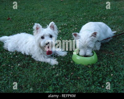 Two westies on a meadow Stock Photo