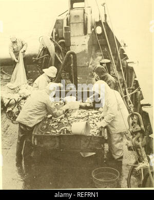 Commercial fisheries review. Fisheries; Fish trade. 16 sport and commercial  fishermen returning tags recovered from the fish they catch," Dr.  Joseph emphasized. The tags being attached to striped bass are yellow