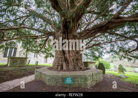 The Ancient Compton Dundon Yew Tree Stock Photo