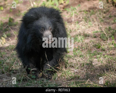 Indian Sloth Bear in Ranthambore National Park in Rajasthan, India Stock Photo