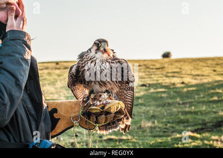 Bo-Peep, Alciston, Lewes, Sussex, UK. 20th January 2019.  Back on the ground Tiger feeds his glorious pet Falcon 'Safire'. . Stock Photo