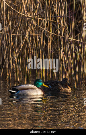 A male and female Mallard Duck Anas platyrhynchos seen amongst reeds on a lake. Stock Photo