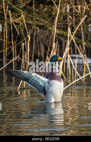 A male Mallard Duck Anas platyrhynchos flapping its wings on a lake. Stock Photo
