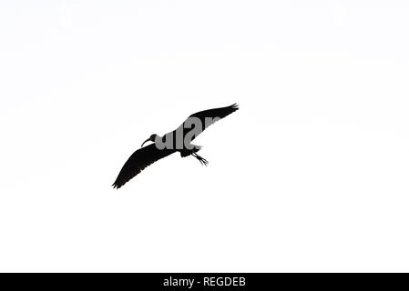 The silhouette of a Glossy Ibis Plegadis falcinellus flying overhead. Stock Photo