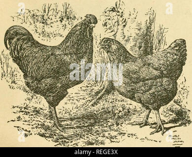 . Common sense on poultry raising;. Poultry. rustlers. They belong to the Mediterranean family, and in general charac- teristics are the same as other vtwieties of Leghorns. They are of a rich buff color, a good table fowl, combs, wattles and face a bright red, creamy white ejirlobes, beak and legs a rich yellow. They are very stylish and have a beautiful buft&quot; colot, which makes a handsome appearance. They are great layers when allowed to run. Our stock is of the best strains to be foun;d in this country and I am sure no other breeder has better. Headed by cockerels that score 93 and mat Stock Photo