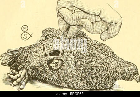 . Common sense on poultry raising;. Poultry. The success of an operation will be helped if, after caponizing, the incision and other parts are washed with a weak solution of carbolic acid. Use a metal basin, clear water and a very small amount of carbolic acid. It will also be helpful to have several small pieces of sponge about the size of an acorn, so that in case of unusual bleeding the blood can be absorbed by the sponges, CAUTION. Be very careful to avoid tear- iug the large artery, for if this is torn or ruptured the fowl will probably bleed to death in a few moments. If reasonable care  Stock Photo