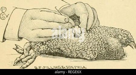 . Common sense on poultry raising;. Poultry. G.P.P&gt;V.U«Gfc.SO» Canula Ready to Remove Testicle. Directions for Using the Pilling-Farmer Caponizing Set. After the incision has. &amp;,V vV VU&amp;'bl.^a»PV,'..» been made on the left side by the same method as described for the use of the &quot;Philadelphia Set,&quot; and the testicle exposed, the slotted scoop is inserted in the opening, allowing the lower testi- cle to slip into the scoop so that the spermatic cord slides down to the bottom of the slot; th.en simply twist the scoop, which will separate the testicle from the cord. The b Stock Photo