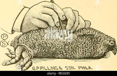 . Common sense on poultry raising;. Poultry. Figure 3. Improved Spring Spreader. Enlarging Opening. to view lying close up to the back of the fowl. Sometimes both testicles are in sight, but this is not generally the case, as the other one lies be- yond and more on the other side of the bird, the intestines preventing it &quot;from being seen from this opening. The testicle brought to view is en- veloped in a film. This should be brought away with the testicle. Some people in caponizing tear the skin open and then take the testicle out. The danger in so doing is that if this skin is left there Stock Photo