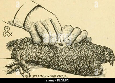 . Common sense on poultry raising;. Poultry. seen, besides giving the openitor much more room in which to per- form his work. Lay the bird on the operating table (this table is fully described elsewhere in the book) on its left side. Wrap the cord (Figure 1) twice around the bird's legs above the knees. In making one wrap only there is danger of the birds kicking themselves out of the loop. Hook the other cord once around both his wings close to the body. To the opposite end of these cords attach a half brick or some equal weight, letting them hang over the sides of the table. This holds the b Stock Photo