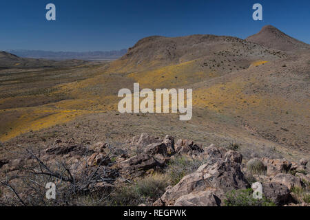 Yellow Desert Gold wildflowers near Artists Palette; Death Valley ...