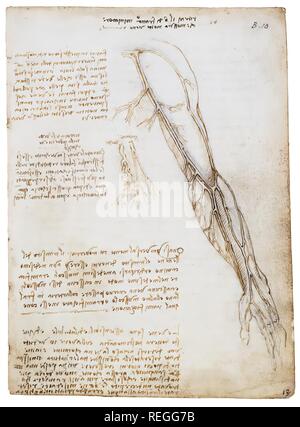 Leonardo da Vinci. Muscles of the arm in rotation, tongue, throat and ...