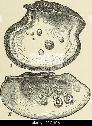 pearl oyster meleagrina margaritifera Stock Photo: 24659628 - Alamy