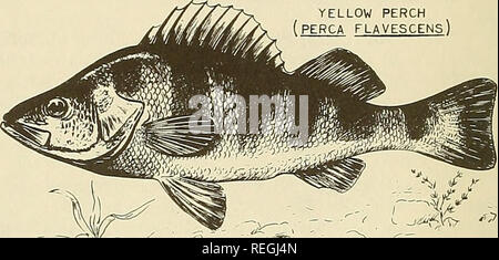 . Commercial fisheries review. Fisheries; Fish trade. PERCA FLAVESCENS). 18 COMMERCIAL FISHERIES REVIEW Vol. 19, No. 11 shiners, up to 30 feet thick was recorded on the fathogram here). Another unusual catch was made near shore just west of Lorain, where over 1,600 spottail shiners (36 pounds) were taken in one 15-minute tow of a relatively small trawl. Some of the sheepshead caught this cruise appesired to have just completed spawning, but none were actually still in spawning condition. Other species taken in the trawls were walleye, blue pike (5), white bass, gizzard shad, channel catfish, c Stock Photo