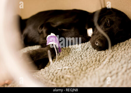 Black dog lying down with a drip in it's leg.