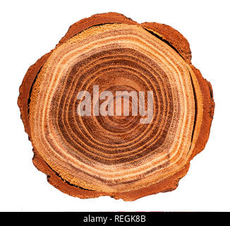 Block of cut wood from a tree isolated on white. Stock Photo