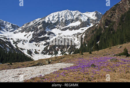 Purple crocus flowers and beautiful spring landscape in Fagaras mountains, Carpathians, Transylvania, Romania Stock Photo