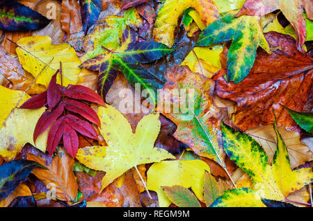 abstract background of fallen leaves Stock Photo