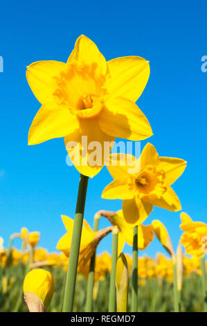 daffodils flowering in spring sunshine Stock Photo