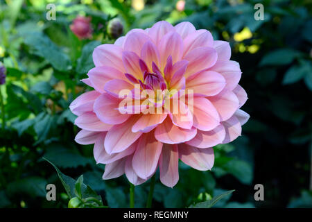 Pink chrysanthemum blooms in delicate sunlight, the official flower of Salinas, California, and the flower of November Stock Photo