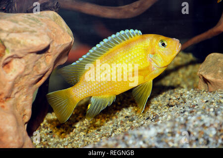Malawi African cichlidae fish in tank, Labidochromis caeruleus Stock Photo