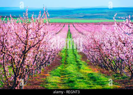 Rows of blossom peach trees in spring garden. Landscape photography Stock Photo