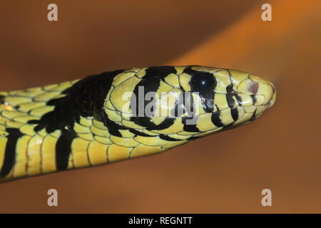 Oriole snake (Spilotes pullatus), commonly known as the caninana, chicken snake, yellow rat snake, or serpiente tigre Stock Photo