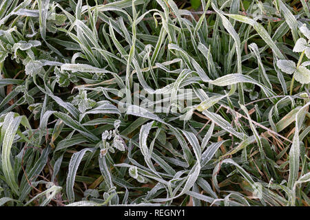 A close up photograph of a frost covered patch of green grass Stock Photo