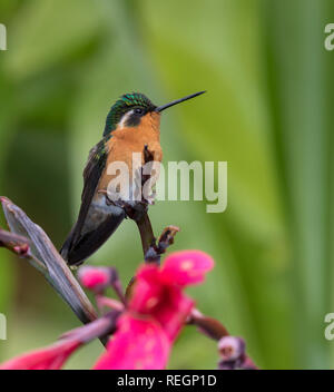 Female purple-throated mountaingem (Lampornis calolaemus) perched on the flower, Alajuela, Costa Rica Stock Photo