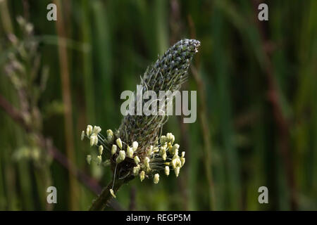 Close up of the Ribwort Plantain plant Stock Photo