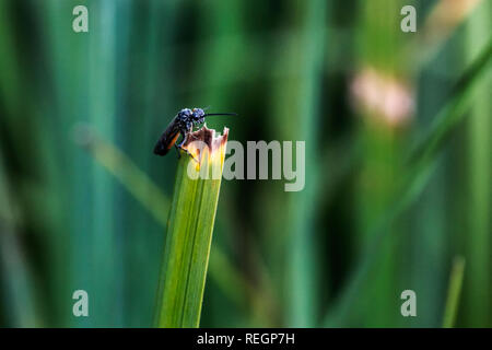 harebell carpenter-bee on a blade of grass Stock Photo