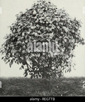 . Columbia &amp; Okanogan Nursery Company : fall 1951 spring 1952. Nurseries (Horticulture) South Carolina Catalogs; Fruit trees South Carolina Catalogs; Roses South Carolina Catalogs; Flowering shrubs South Carolina Catalogs; Trees South Carolina Catalogs; Shade trees South Carolina Catalogs. DWARF PEAR TREE—4 Years Old DWARF APPLE TREE—14 Years Old APRICOTS Riland—Large red cheek; dessert. Perfection—A new very large dessert apricot. Blenheim—Small, sweet, good canner. PRUNES Double X French (Improved Petite) — Small. Very sweet. Italian—An old favorite, excel- lent fresh, canned, or dried.  Stock Photo
