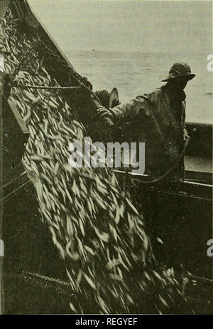 . Commercial fisheries review. Fisheries; Fish trade. 70 Chile (Contd.):. A rich catch of anchovies flows into hold of Iquique-based boat. The fish are abundant off Northern Chile and are converted into meal and oil for export. (Photo: R, Saunders/Scope) Soviets Used Chilean Ports opinion: They believe the main purpose of any Soviet aid would be to obtain permission to use Chilean ports as supply bases for So- viet fleets operating in southeastern Pacific; and, possibly, even to process and market catches (with Chilean permission) within the 200-mile fishing limits. OUTPUT AND EXPORT OF FISH M Stock Photo