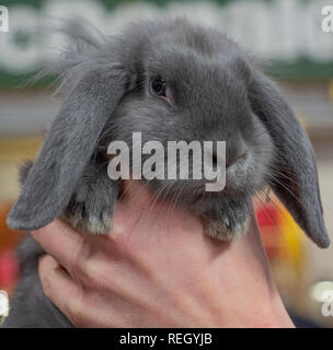 portrait of a beautiful gray angora rabbit with long ears Stock Photo