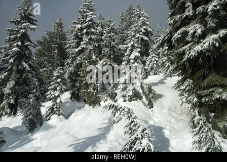 Deep snow in the forest, Mission, British Columbia, Canada Stock Photo