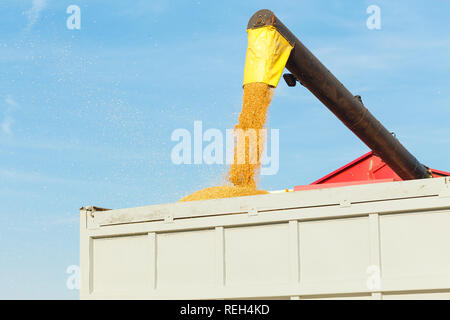 Harvesting is the process of gathering a ripe crop from the fields Stock Photo