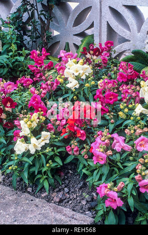 Antirrhinum Bells F1 showing mixed colours in flowerbed border. Stock Photo