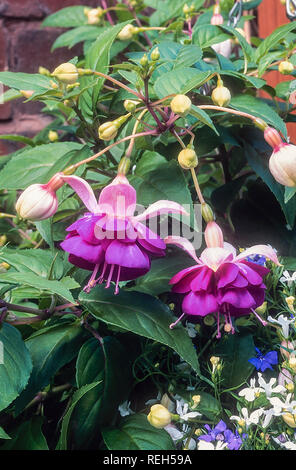 Fuchsia La Campanella growing as a centre piece in a hanging basket. It has semi double flowers and is a bush fuchsia Stock Photo