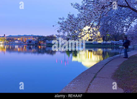 Blossoming cherry trees around Tidal Basin at dawn in Washington DC, USA. Stock Photo