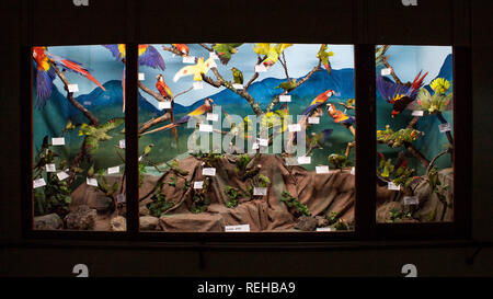 A exhibition of colorful tropical birds at La Salle Natural History Museum, San Jose, Costa Rica Stock Photo