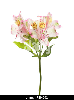 Pink flowers isolated on white. alstroemeria Stock Photo