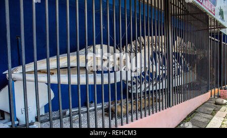 A skeleton of the blue whale (Balaenoptera musculus) at the entrance of la Salle Natural History Museum, San Jose, Costa Rica Stock Photo