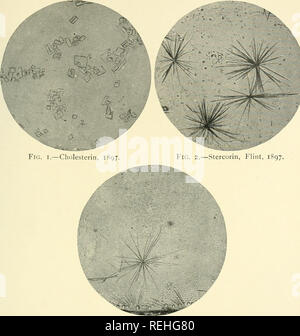 . Collected essays and articles on physiology and medicine. Medicine; Physiology. Fig. 3.—Stcrcurin, U. and II., 1897.. Please note that these images are extracted from scanned page images that may have been digitally enhanced for readability - coloration and appearance of these illustrations may not perfectly resemble the original work.. Flint, Austin. New York : Appleton Stock Photo