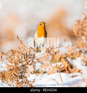 A common garden Robin redbreast sits amongst golden ferns and the deep snow covered ground looking and singing. Stock Photo