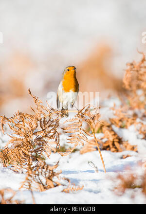 A common garden Robin redbreast sits amongst golden ferns and the deep snow covered ground looking and singing. Stock Photo