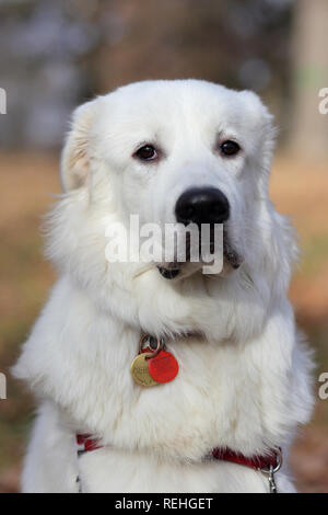 Portrait of my Great Pyrenees mix, Mervin. Stock Photo
