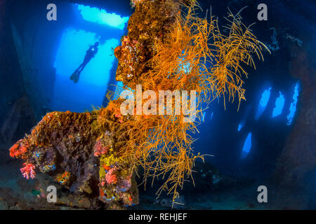 Storage Room, USAT Liberty, Wreck, Bali, Indonesia, Diving, diver, softcoral, Tulamben Stock Photo