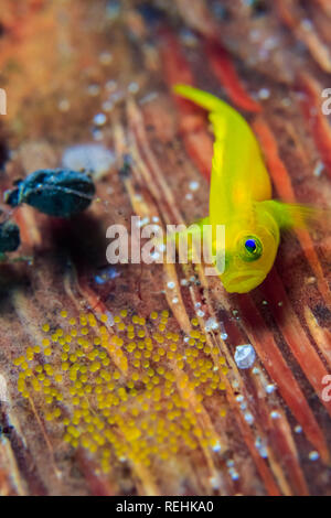 yellow clown goby, Gobiodon okinawae, aka awa goby, or yellow coral goby, guarding eggs, Bitung, Lembeh Strait, Sulawesi, Indonesia, Celebes Sea, Indo Stock Photo