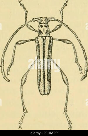 . Coleoptera. Vol. I. [Longicornia. Part I.]. Beetles; Cerambycidae. CLEOMENES. 317 Head raised at each side between the antenna); front oblique, shghtly longer than broad; eyes finely facetted, emarginate. Antennae shorter than the bod}''; third, fourth and fifth joints subeqiial, each much longer than the first; sixth to tenth succes- sively shorter and thicker, each angulate at apex on the anterior side, eleventh slightly longer than the tenth. Prothorax longer than bi'oad, slightly rounded in the middle at each side, a little constricted near base and apex, Elytra long, somewhat parallel-  Stock Photo