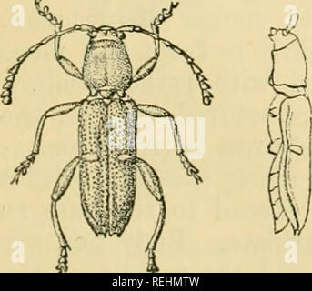 . Coleoptera. Vol. I. [Longicornia. Part I.]. Beetles; Cerambycidae. CENTROTOCLYTUS. 309 transverse spot or band oi silvery-white pubescence on each side at the base ; elytra with a spot of silvery-M'hite pubescence over each shoulder, another at the outer apical angle, and a transverse, sliirhtly raised, ivory band at the middle of each elytron, that extends inwaixls from the lateral carina but does not reach to the suture ; posterior half of the elytra sparsely furnished with short, thick, whitish sette. Antennse reach to the middle of the elytra; not canaliculate above; joints second to fif Stock Photo